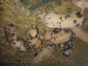 Purcei Duroc X PETRAN