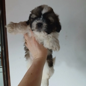 shihtuz catei