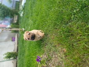 Vând cățelușa shar Pei original  - imagine 3