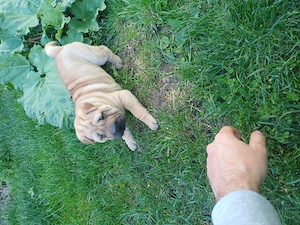 Vând cățelușa shar Pei original 
