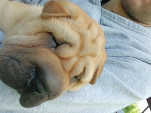 Vând cățelușa shar Pei original  - imagine 5