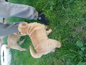 Vând cățelușa shar Pei original  - imagine 2