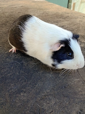 porcușori de guineea 