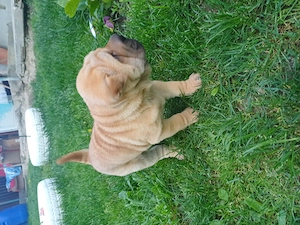 Vând cățelușa shar Pei original  - imagine 4