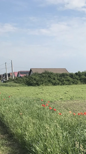 Proprietar vând 5800mp teren in Bucovat-Remetea-Mare