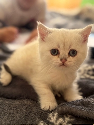 british shorthair alb femela  - imagine 3