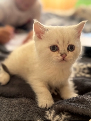 british shorthair alb femela  - imagine 2