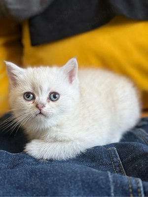 british shorthair alb femela 
