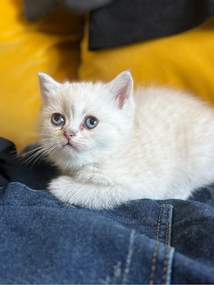 british shorthair alb femela  - imagine 4
