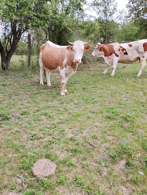 vacă gestantă 