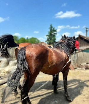 Vând 3 cai. O iapă, un armăsar și un mânz 