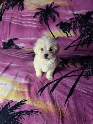 Pui Bichon Maltez cu carnet de sănătate  - imagine 4