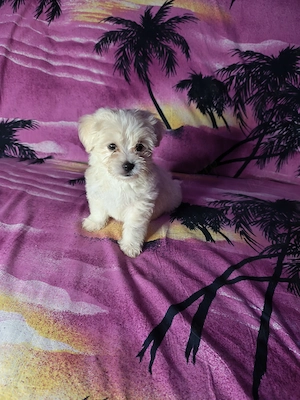 Pui Bichon Maltez cu carnet de sănătate  - imagine 5