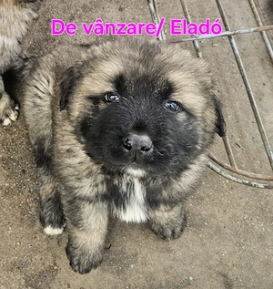 Vând pui de câine Caucazian 10 săptămâni.  - imagine 2