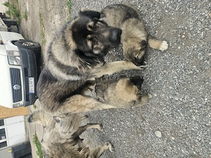 Vând pui de câine Caucazian 10 săptămâni.  - imagine 4