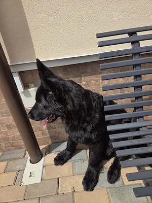 Ciobanesc german negru rasa pura (cu pedigree) - imagine 2