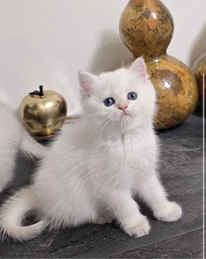 British White 