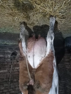 vând vaca fată de două săptămâni 36 de litri de lapte 