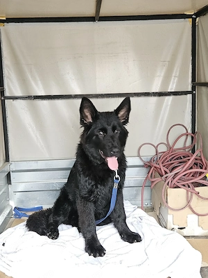 Ciobanesc german negru rasa pura (cu pedigree) - imagine 4
