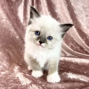 Ragdoll Baiat si Fata 