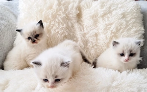 Ragdoll Baiat si Fata  - imagine 2
