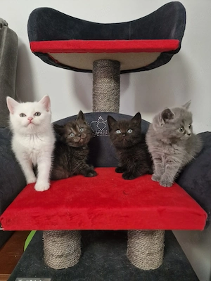British shorthair schottish fold 