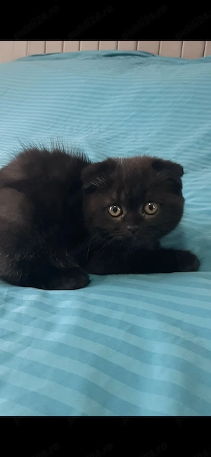 Donez British shorthair schottish fold  - imagine 4