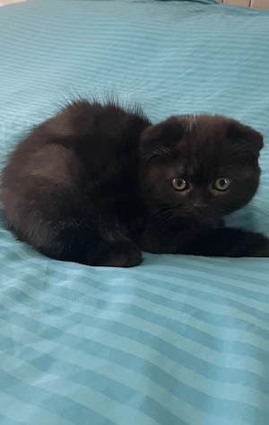 Donez British shorthair schottish fold  - imagine 5