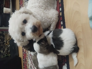 Pui de ShihTzu și Frise - imagine 4