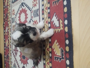 Pui de ShihTzu și Frise - imagine 5