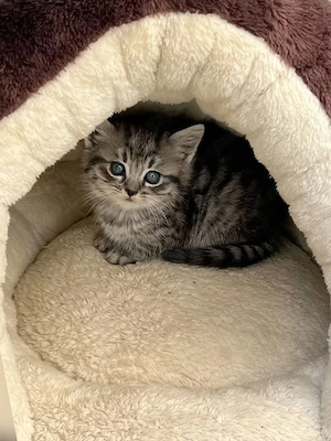 American Shorthair  - imagine 3