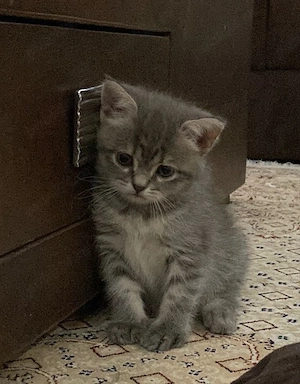 British Shorthair silver  - imagine 4