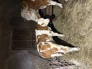 Vând vițel 6 săptămâni 