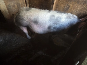 porci de vanzare