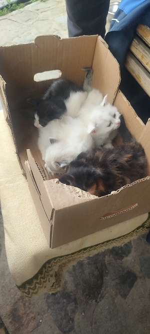 pui pisica