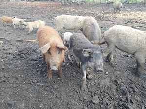 Vind porci mangalita  - imagine 2