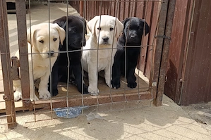 Câine rasă - Labrador retriever  - imagine 2