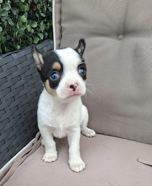 chihuahua fetita  - imagine 2