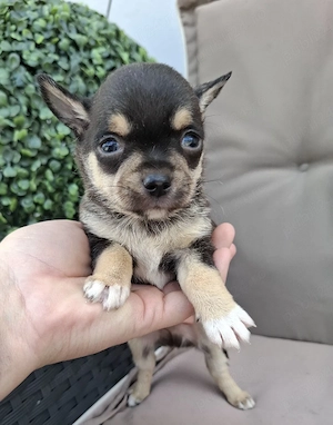 chihuahua mascul
