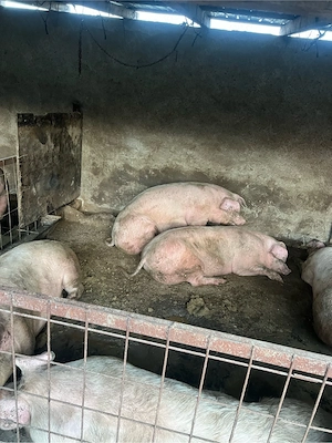 Porci de vanzare  - imagine 3