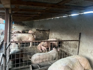 Porci de vanzare 
