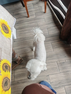 bichon maltesse - imagine 3