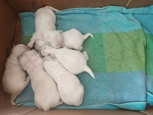 bichon maltesse