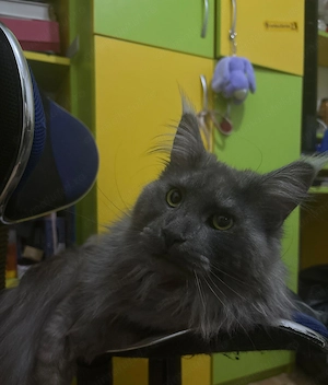 Maine coon, mascul, 1 an si 4 luni - imagine 2