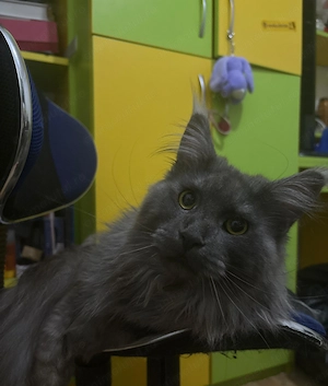 Maine coon, mascul, 1 an si 4 luni