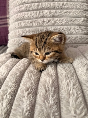 British Shorthair tabby fetița  - imagine 5