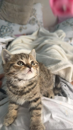 British Shorthair tabby fetița  - imagine 3