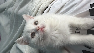 British Shorthair white băiat  - imagine 2