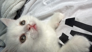 British Shorthair white băiat  - imagine 3