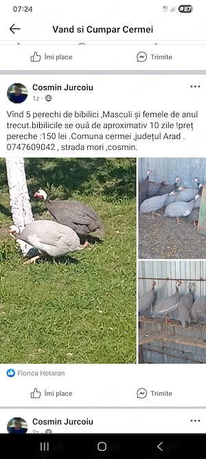  vînd  pirchițe perechi .